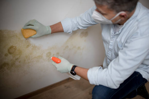 Best Certified Mold Removal  in Glenshaw, PA