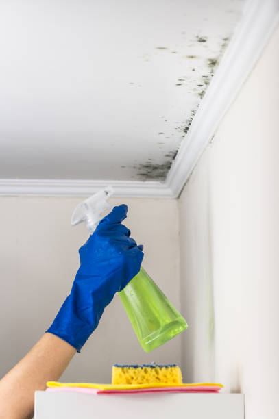 Best Mold Damage Repair  in Glenshaw, PA